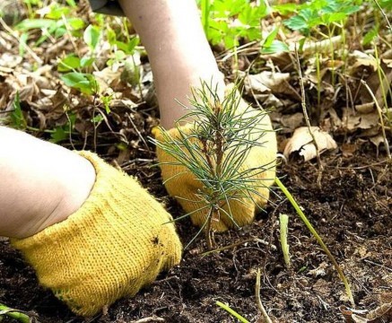 лес, воспроизводство лесов, лесоразведение, конкурс