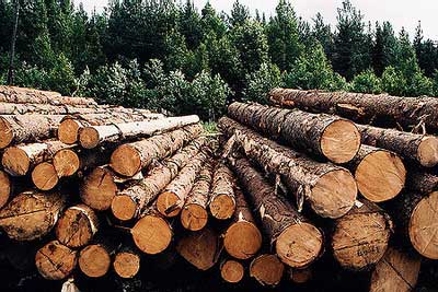 экспорт необработанной древесины снизился