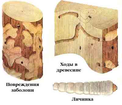 Малый черный еловый усач