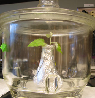 transgenic trees