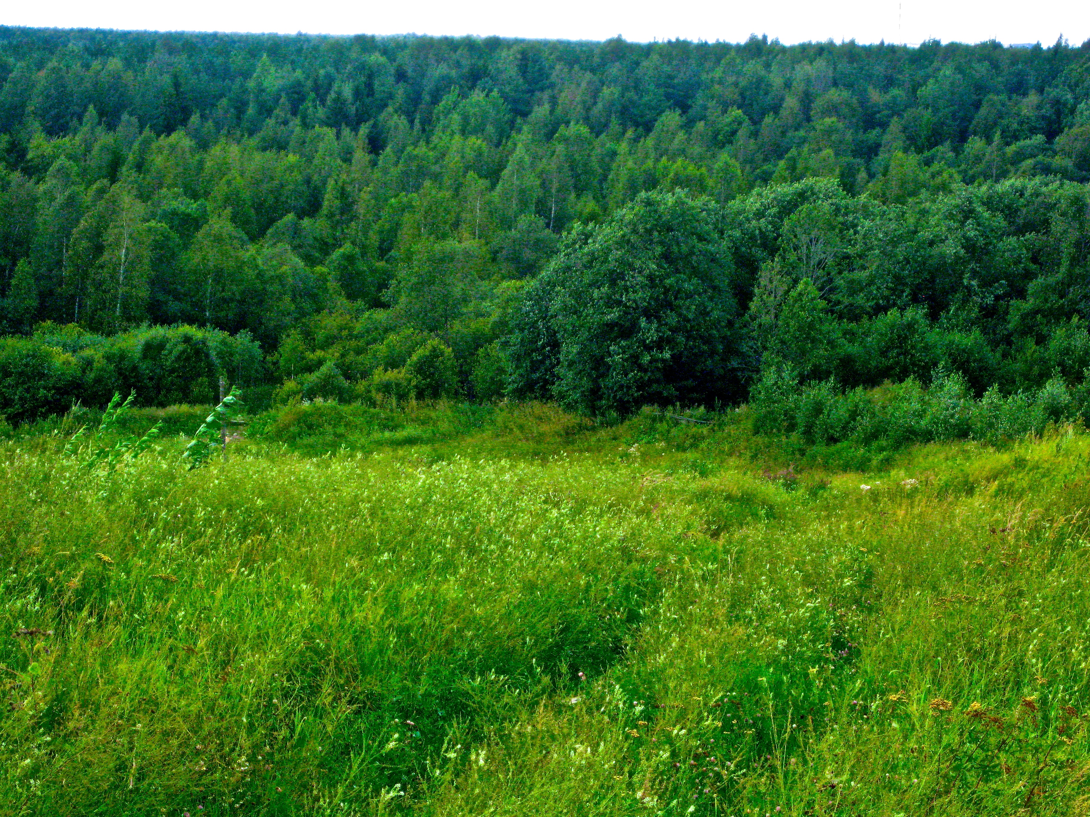 лес, лесопользование, лесной комплекс, 