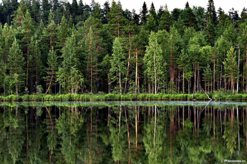 лесоустройство, лес, защита природы, охрана лесов, 
