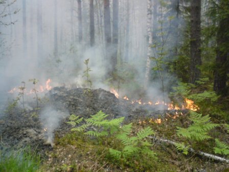 Методика осуществления оперативного контроля за достоверностью сведений о пожарной опасности в лесах и лесных пожарах