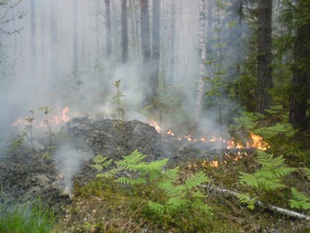 сводка лесных пожаров