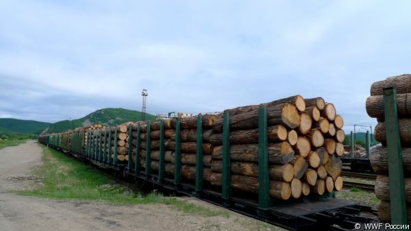 экспорт дуба монгольского и ясеня маньчжурского