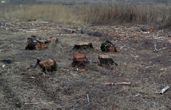 черные лесорубы