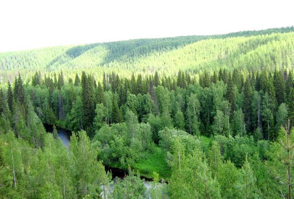 ценные лесные территории