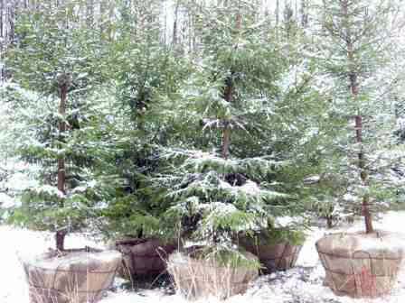 posadka_eley