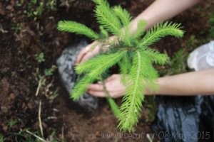 воспроизводство лесов