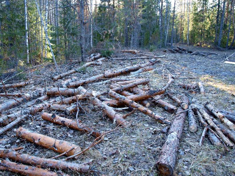 problemy-lesnoj-otrasli