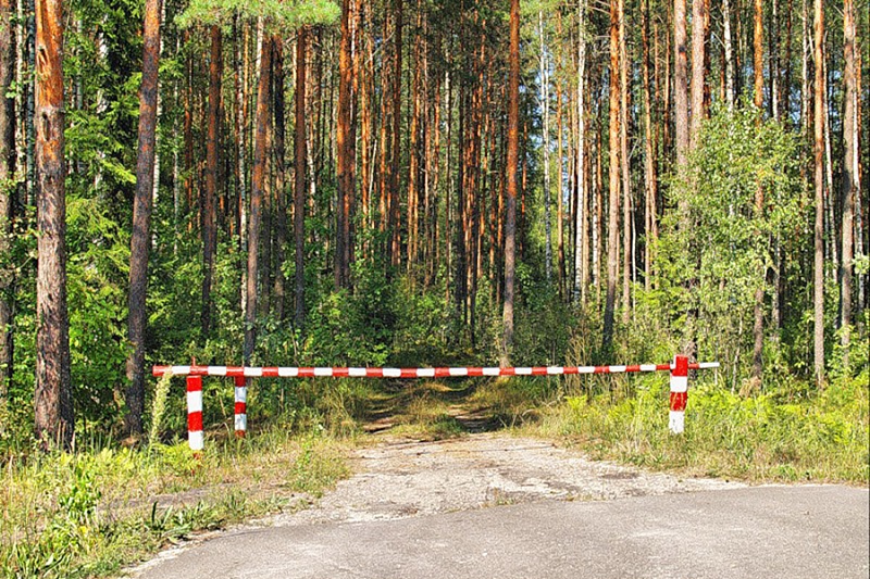 контроль в лесах