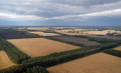 защитные леса