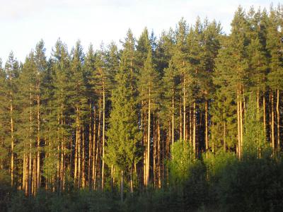 Минлесхоз, лесное хозяйство, лес, лесонарушение