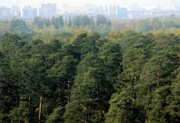 «Зеленый щит» возродит лесопарковые пояса городов