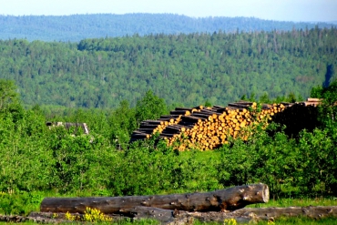 В 2017 г. объем лесозаготовок в Красноярском крае вырос на 25%